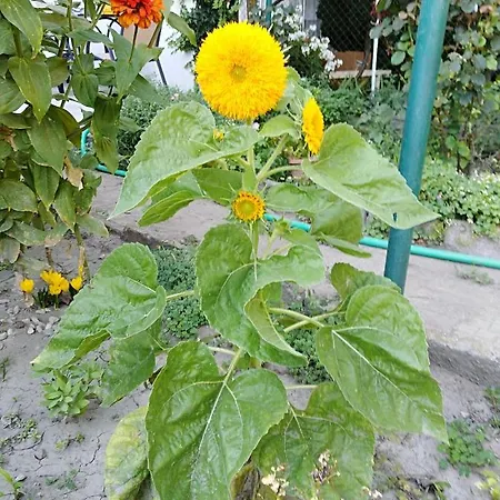 Kamenitza Guest Flat Apartamento Plovdiv