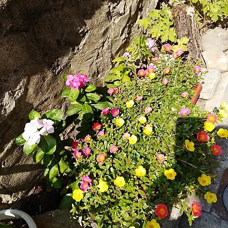 Kamenitza Guest Flat