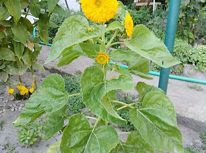 Kamenitza Guest Flat Apartman Plovdiv